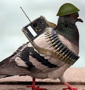 militant-pigeon